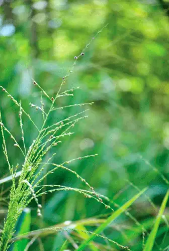 Hierba silvestre en primer plano